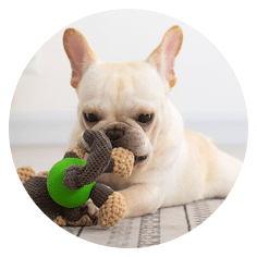 Happy French Bulldog plays with toy on cozy patterned mat