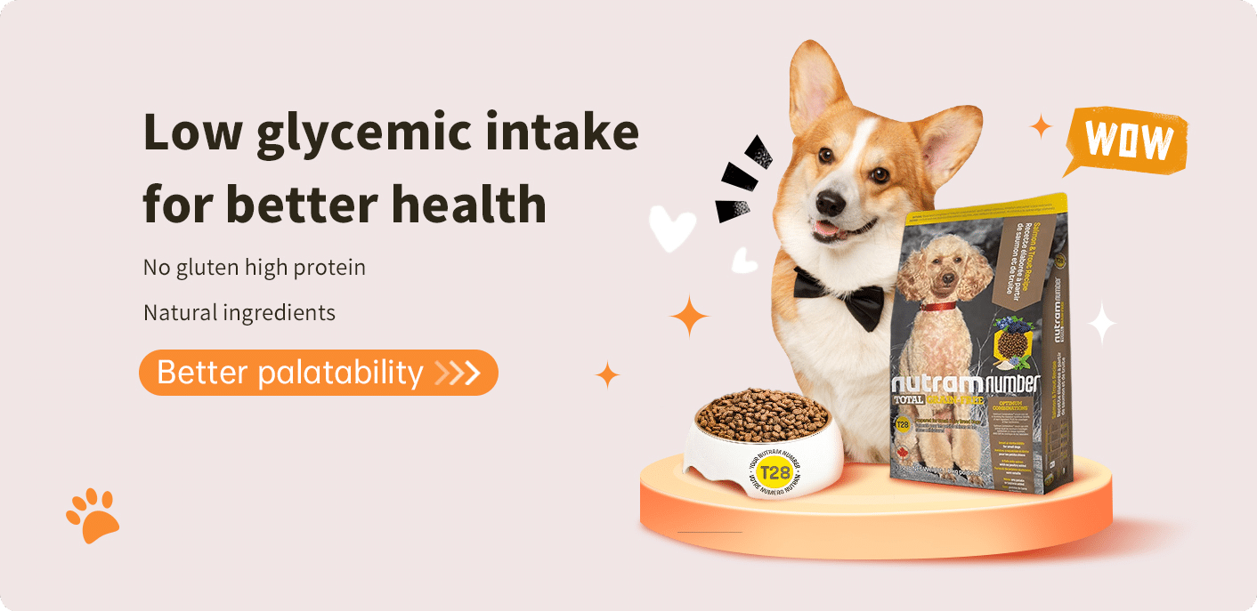 Healthy Corgi showcases Gluten-Free, High-Protein Dog Food with Natural Ingredients.