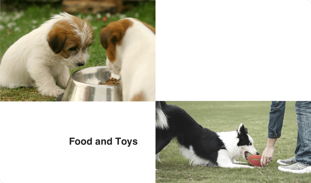 Cachorros de Jack Russell comen y Border Collie Frisbee jugar