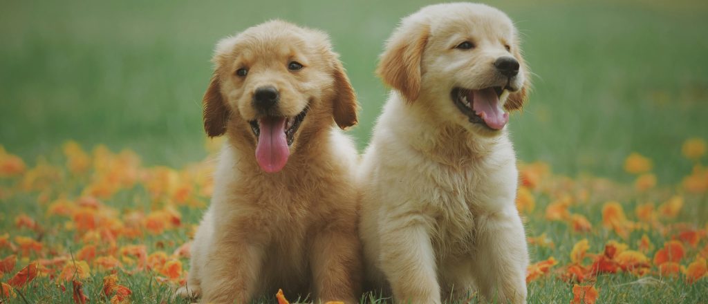 Pluizige gouden puppy's in bloemrijk veld, die de vreugde van een zonnige dag in de buitenlucht vastleggen.