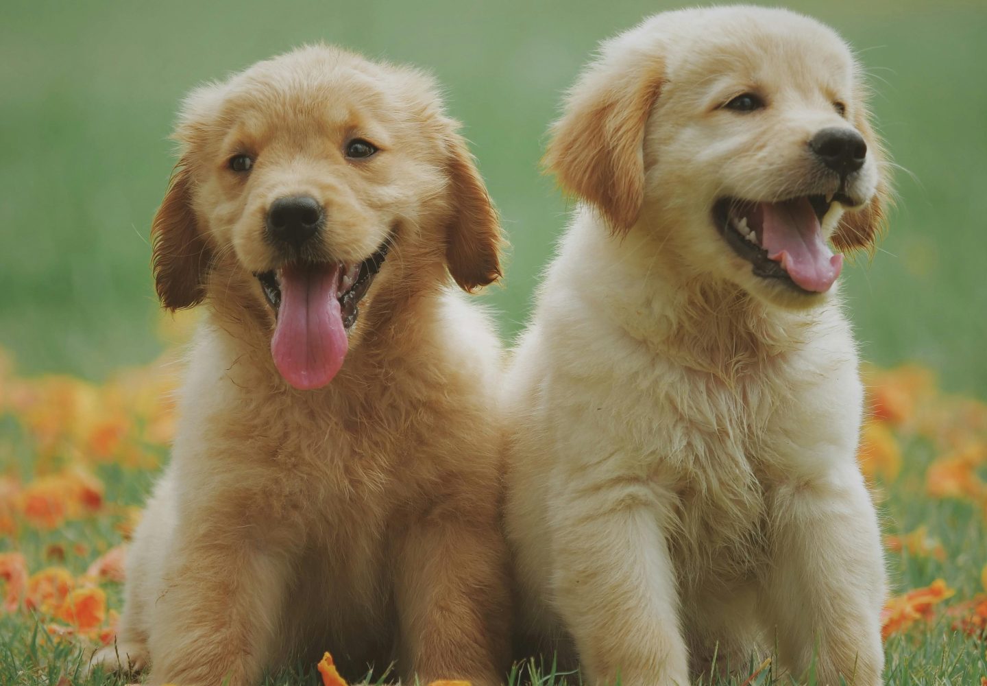 Pluizige gouden puppy's in bloemrijk veld, die de vreugde van een zonnige dag in de buitenlucht vastleggen.