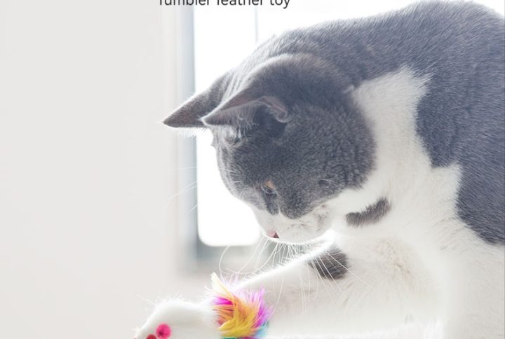 Speelse kat bezig met Mouse Tumbler veren speeltje bij raam in fel verlichte kamer.