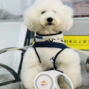 青いハーネスをつけたふわふわの白い犬が椅子に座り、近くに白いヘッドホンがある。