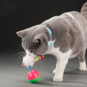 Chat British Shorthair joueur avec un jouet coloré, mettant en valeur la curiosité et l'espièglerie.