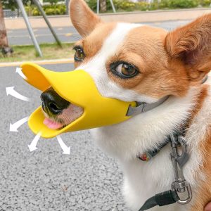 Playful Corgi with Duck Bill Muzzle on Leash in Playground.