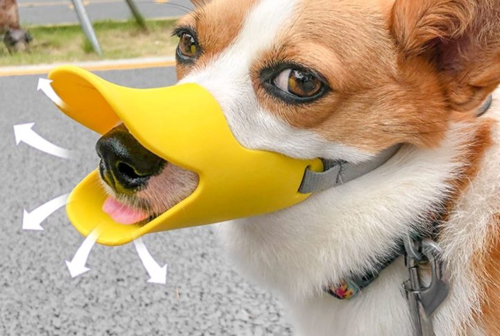 Verspielter Corgi mit Duck Bill Maulkorb an der Leine auf dem Spielplatz.