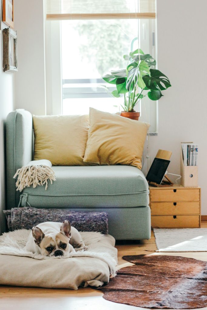 Gezellige woonkamer met slapende hond, houten tafel en rustige sfeer.