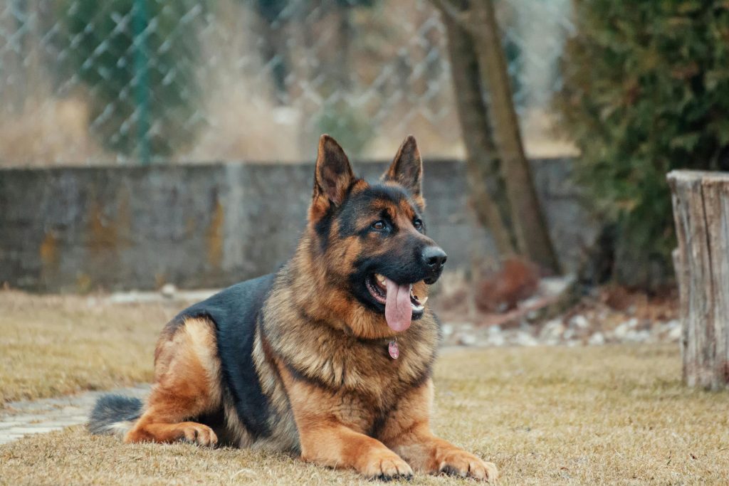 Duitse herder ontspant in serene tuin met gras en gefocuste blik.