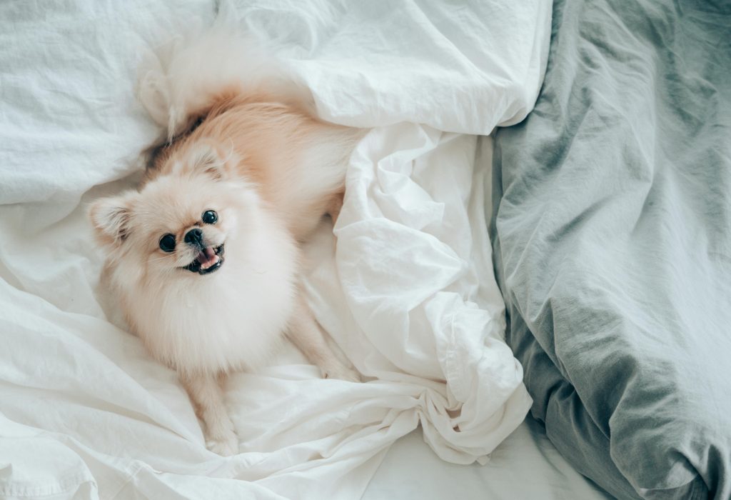 Fluffy pomeranian slapper af i en hyggelig seng og ser bedårende ud i et blødt, naturligt lys.