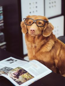 Gylden hund med briller som leser et magasin på et bord i koselige omgivelser.