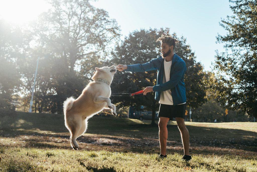 En mann leker med en myk hund i en solfylt park, og skaper glede og fellesskap utendørs.