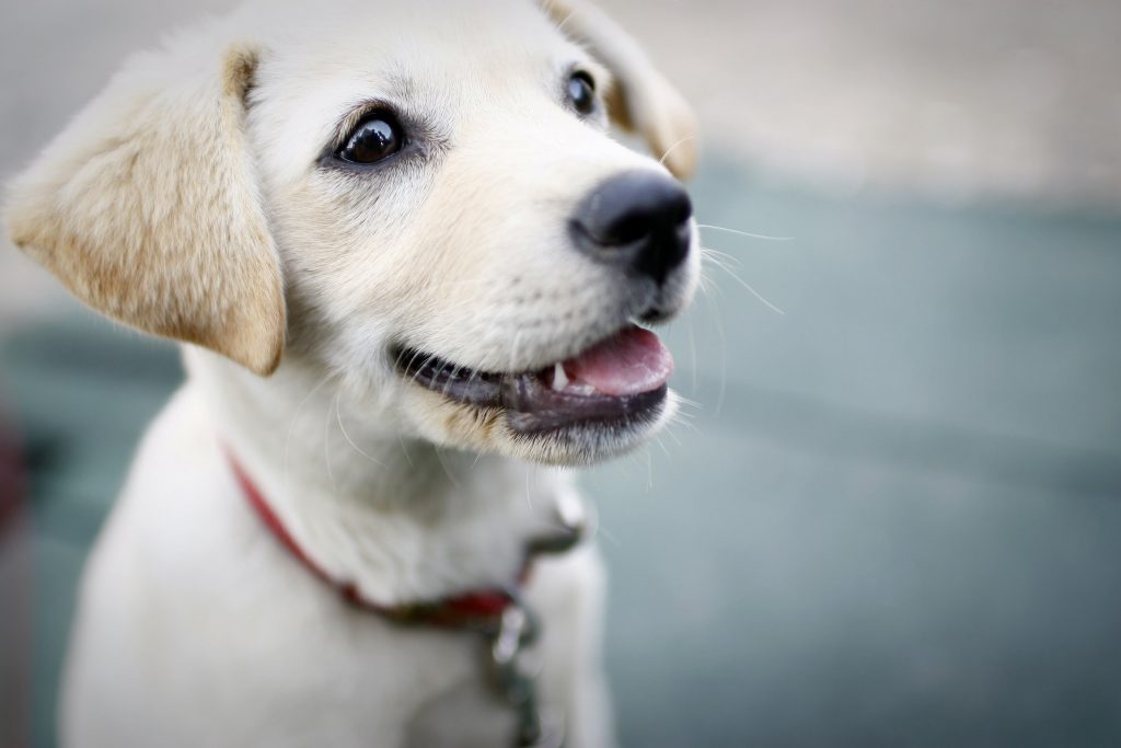 Crème Labrador Retriever puppy in rode halsband vrolijk spelend in het park.