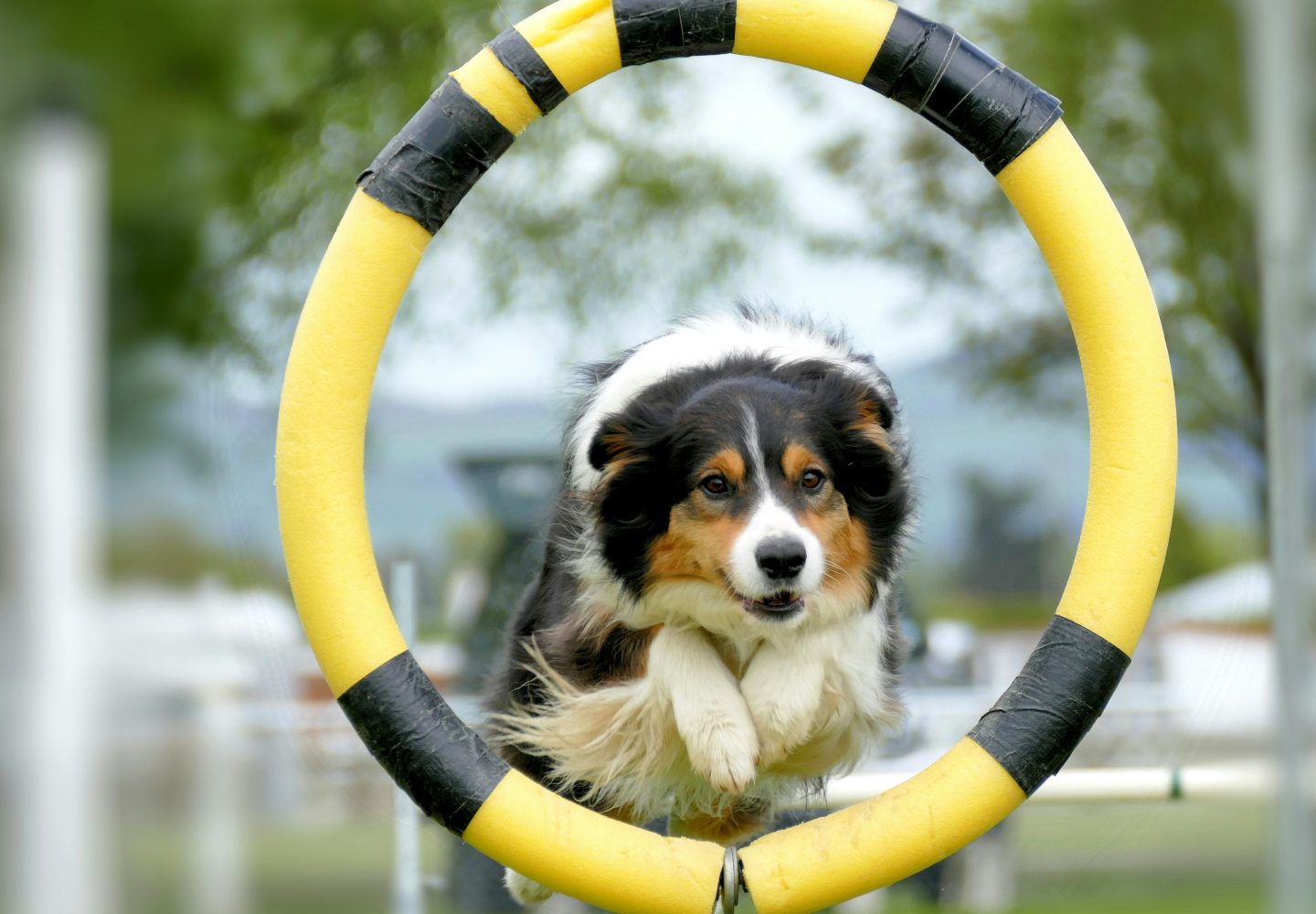 Behendige Australian Shepherd springt door gele hoepel in dynamische behendigheidsproef.