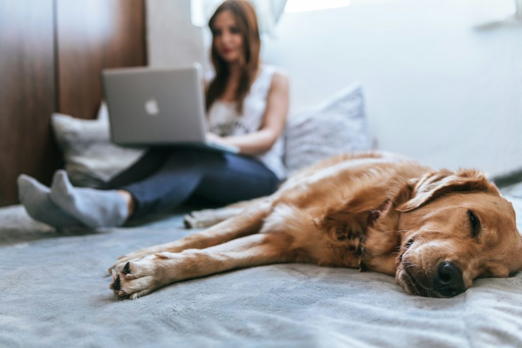 Golden retriever che dorme pacificamente sul letto con una donna al computer portatile nelle vicinanze.