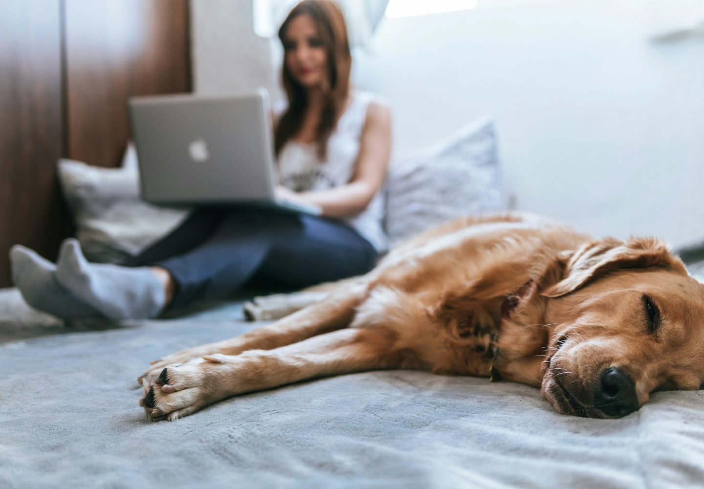 Golden retriever vredig slapend op bed met vrouw op laptop in de buurt.