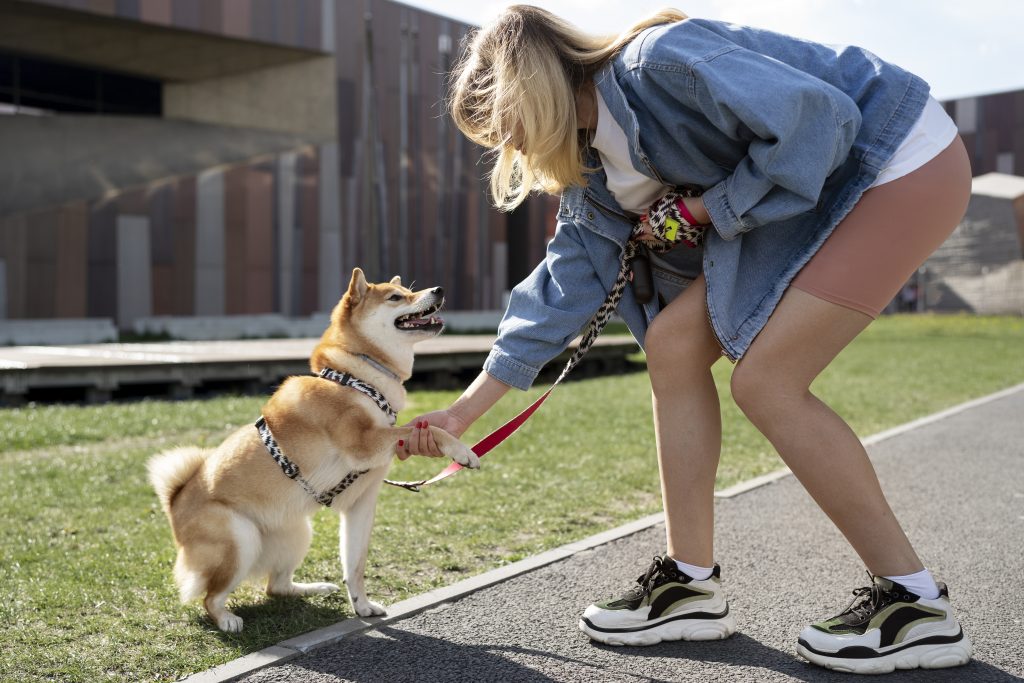 Donna e Shiba Inu giocano felici in un parco in una giornata di sole con edifici moderni.