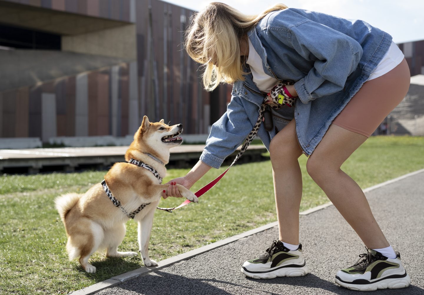 Donna e Shiba Inu giocano felici in un parco in una giornata di sole con edifici moderni.