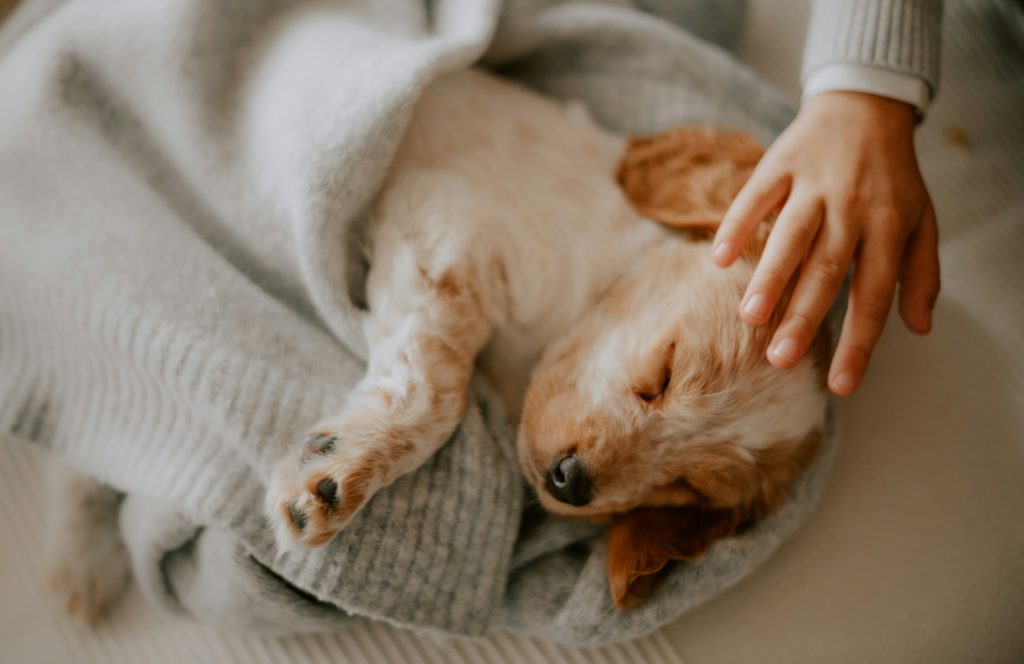 Aanhankelijk moment: Slapende puppy en mensenhand in een serene omgeving binnenshuis.