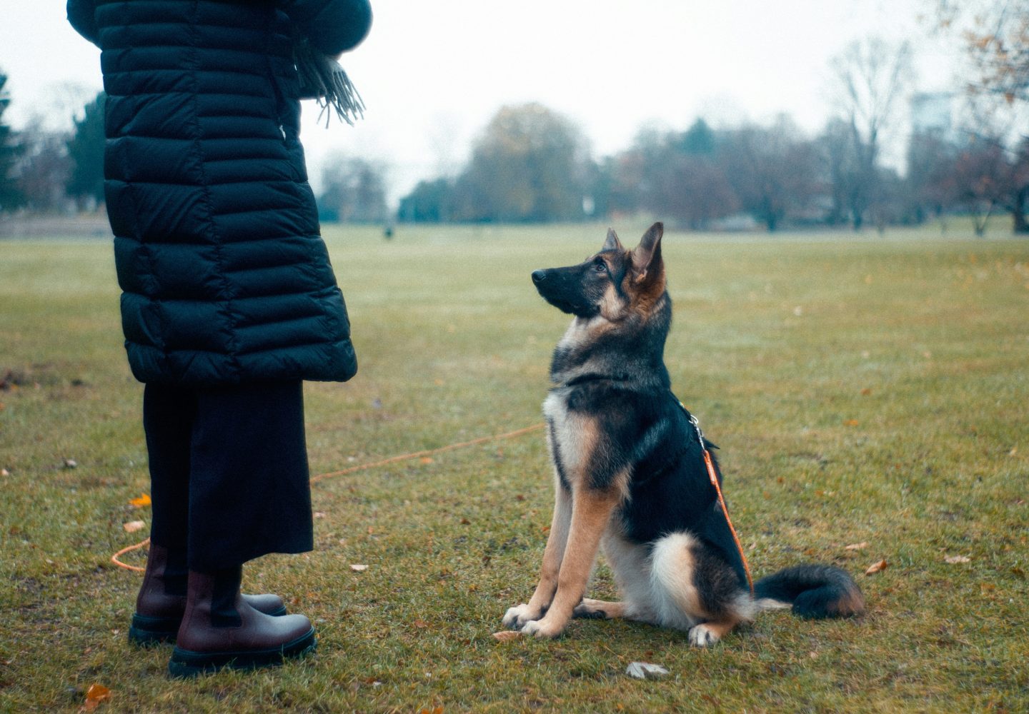 Duitse herder en persoon in park, tonen gehoorzaamheid en kameraadschap.