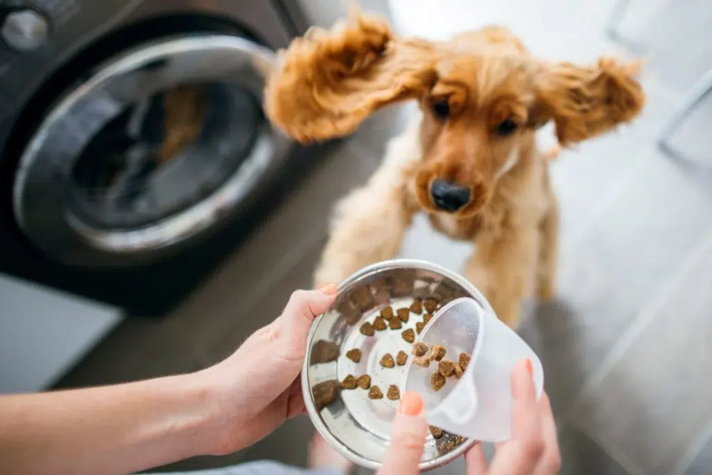 Feeding a golden spaniel dog kibble in urban setting: Heartwarming bond between human and pet.