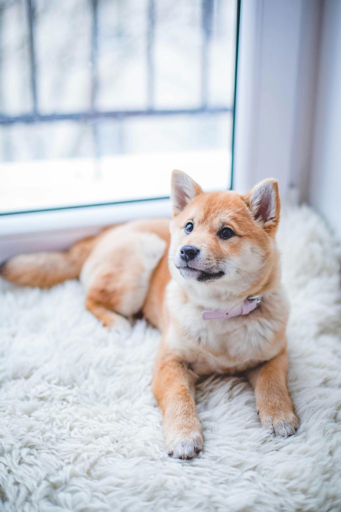 Fluffy Shiba Inu-hund hviler fredeligt på hvidt tæppe i hyggelige indendørs omgivelser.