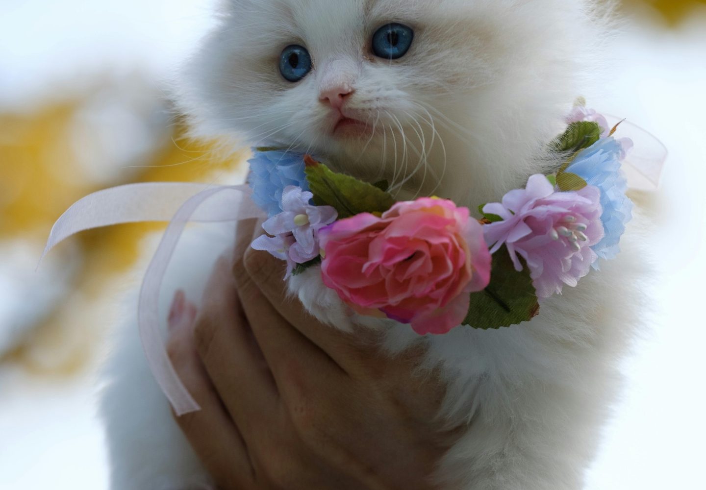 Chaton blanc duveteux tenu délicatement par une guirlande florale, exsudant l'innocence et le charme.