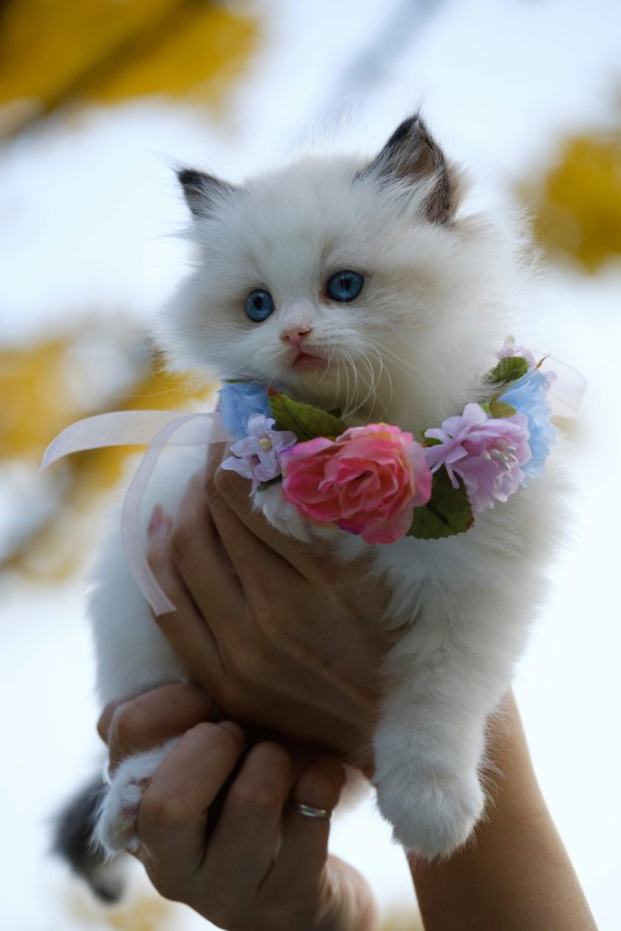 Pluizige witte kitten zachtjes vastgehouden met bloemenkrans, straalt onschuld en charme uit.