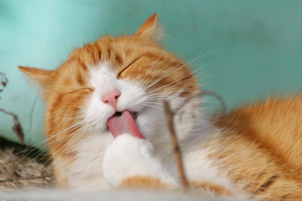 Gato ruivo a fazer grooming com os olhos fechados e a língua de fora num sereno fundo azul-petróleo.