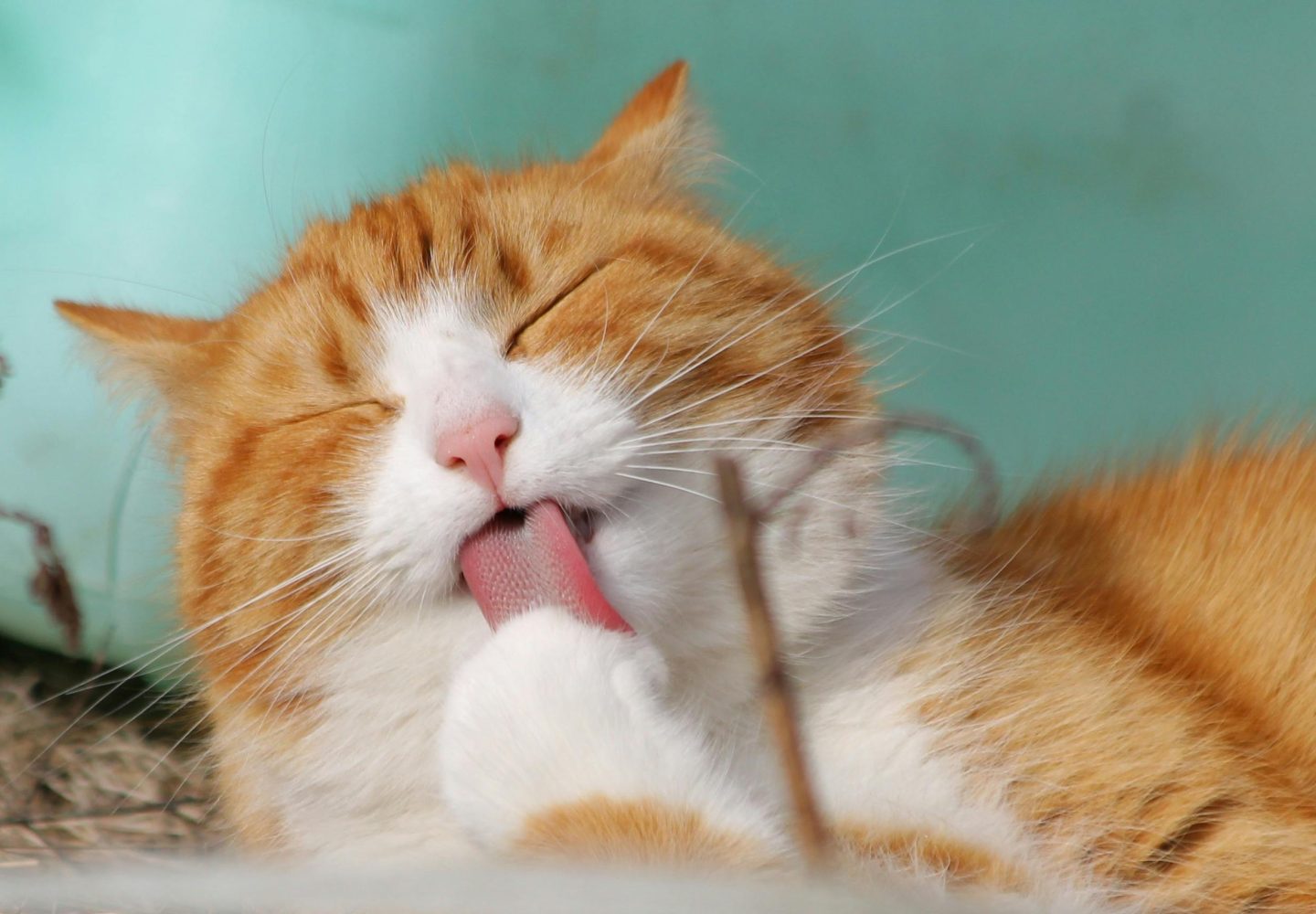 Chat roux se toilettant, les yeux fermés et la langue tirée, sur fond serein de sarcelle.