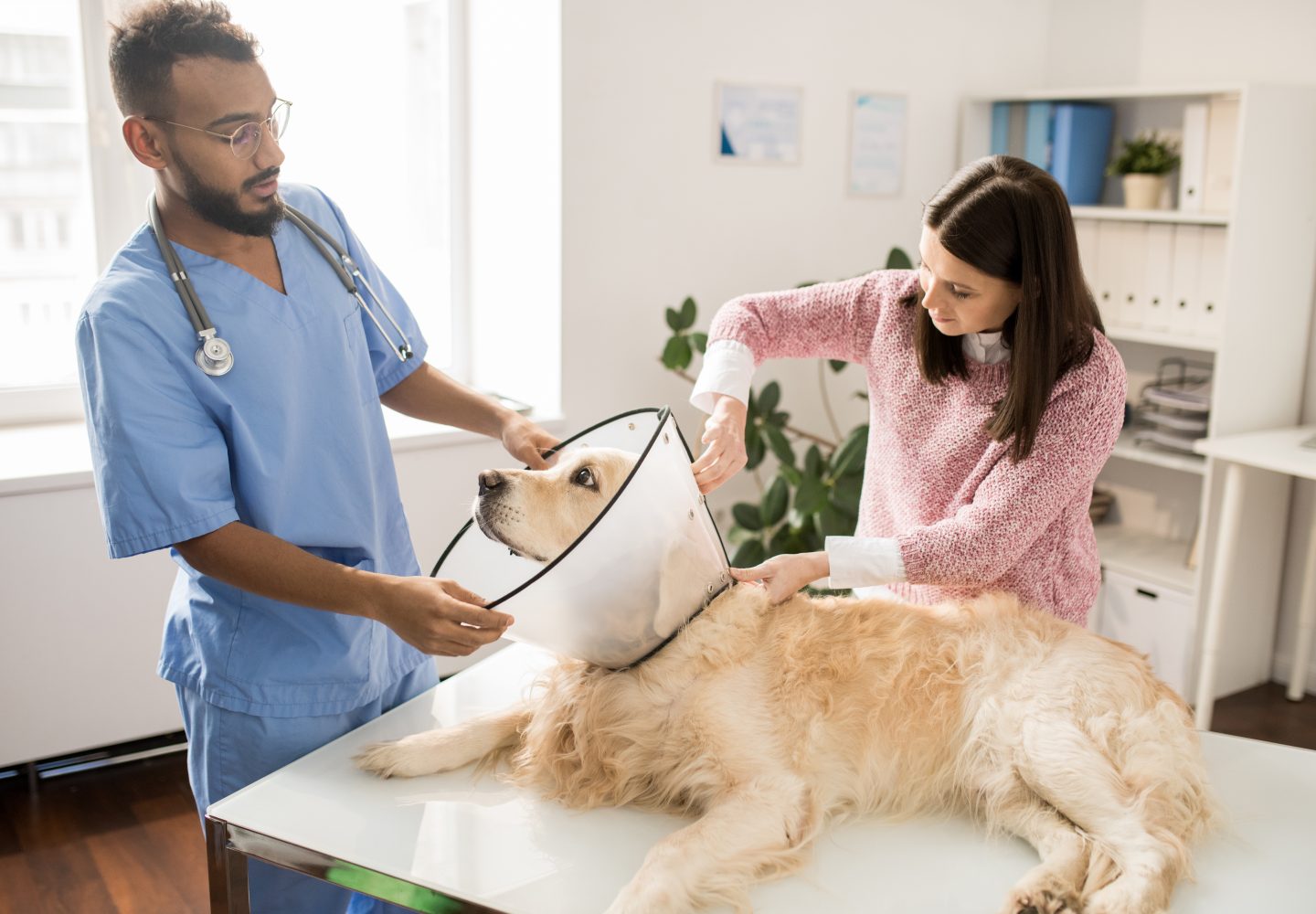 Veterinario che esamina un cane con l'assistenza di una donna in una clinica luminosa.