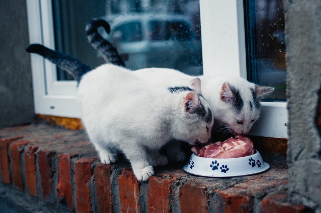 Deux chats partageant paisiblement un repas sur un rebord de brique en milieu urbain.