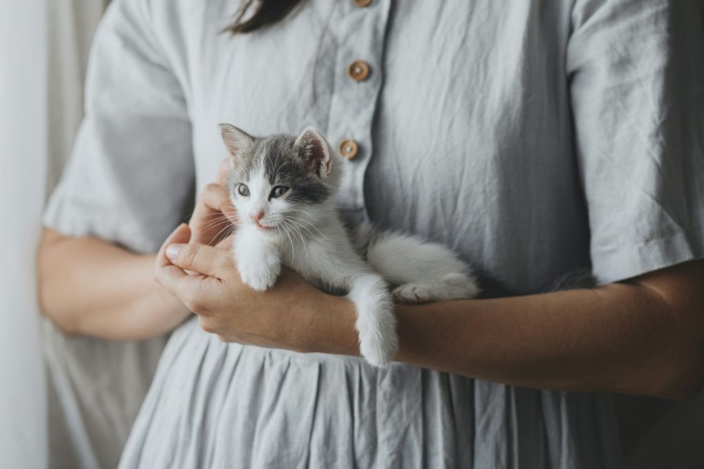 Personne tenant dans ses bras un chaton duveteux, créant ainsi une scène intime de soins et de compagnie.