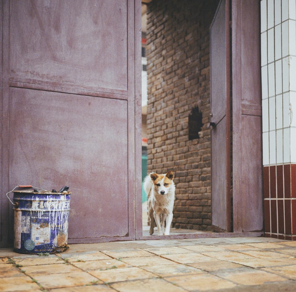 Sérénité urbaine : Chien près d'une porte abîmée par les intempéries dans une ruelle paisible de la ville.