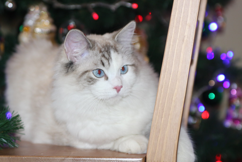 Gato blanco mullido con ojos azules descansando junto al árbol de Navidad.