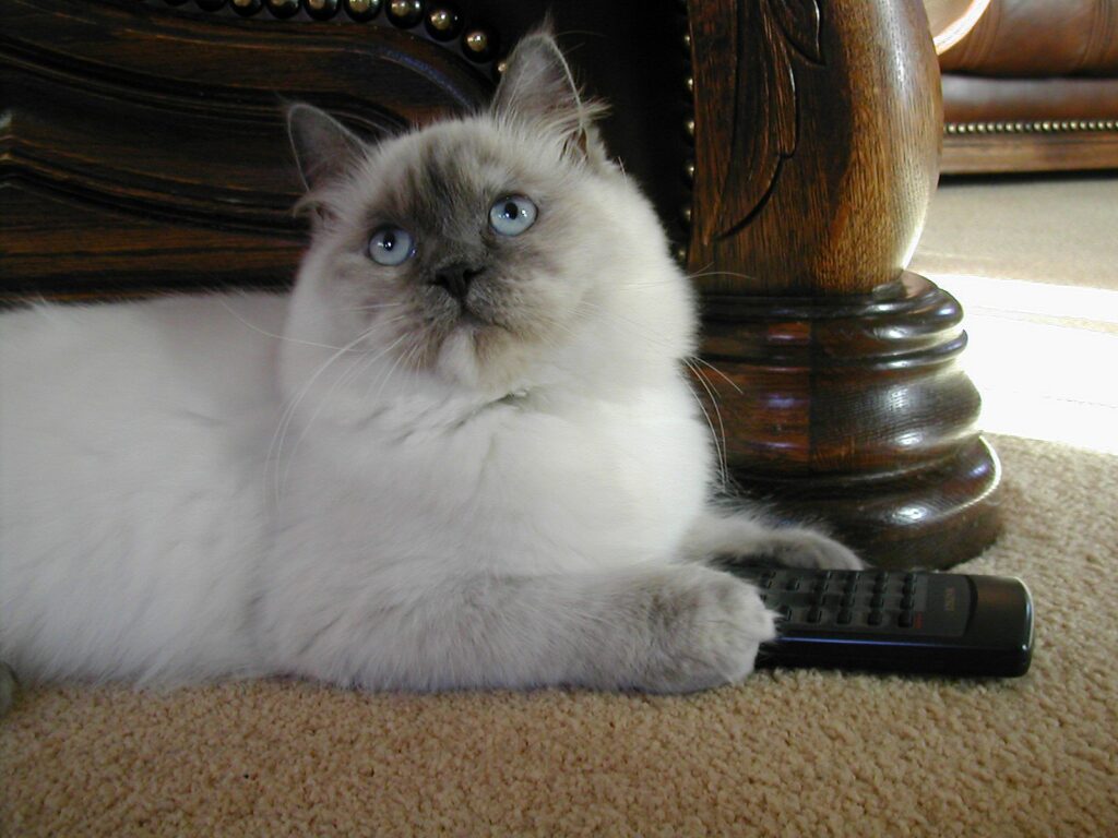 Gato blanco mullido de pelaje gris descansando sobre mando a distancia.