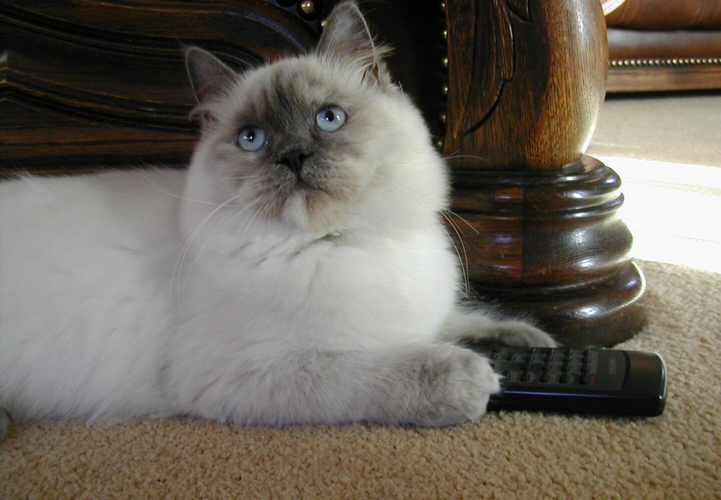 Gato blanco mullido de pelaje gris descansando sobre mando a distancia.