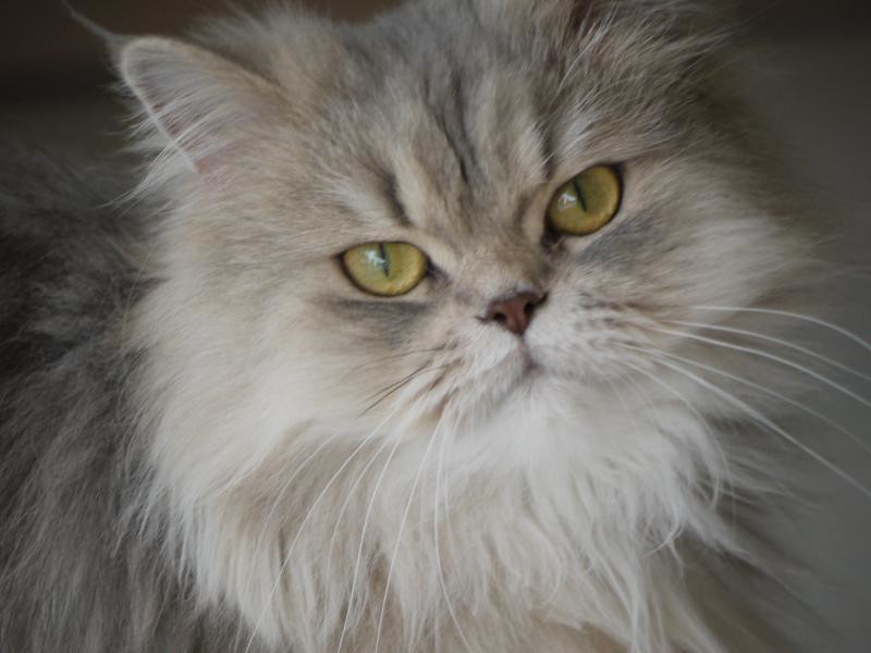 Gato gris mullido con ojos dorados en enfoque suave.