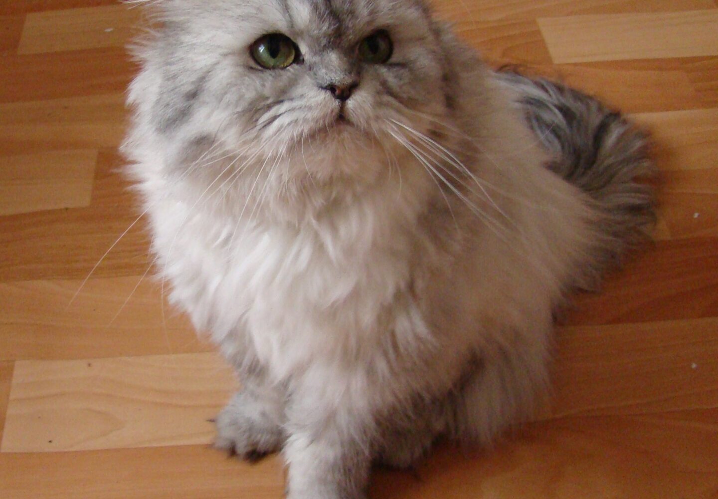 Regio gato persa gris y blanco con pelaje esponjoso sentado en el suelo de madera.