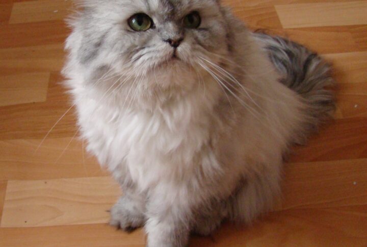 Gato persa cinzento e branco com pelo fofo sentado no chão de madeira.