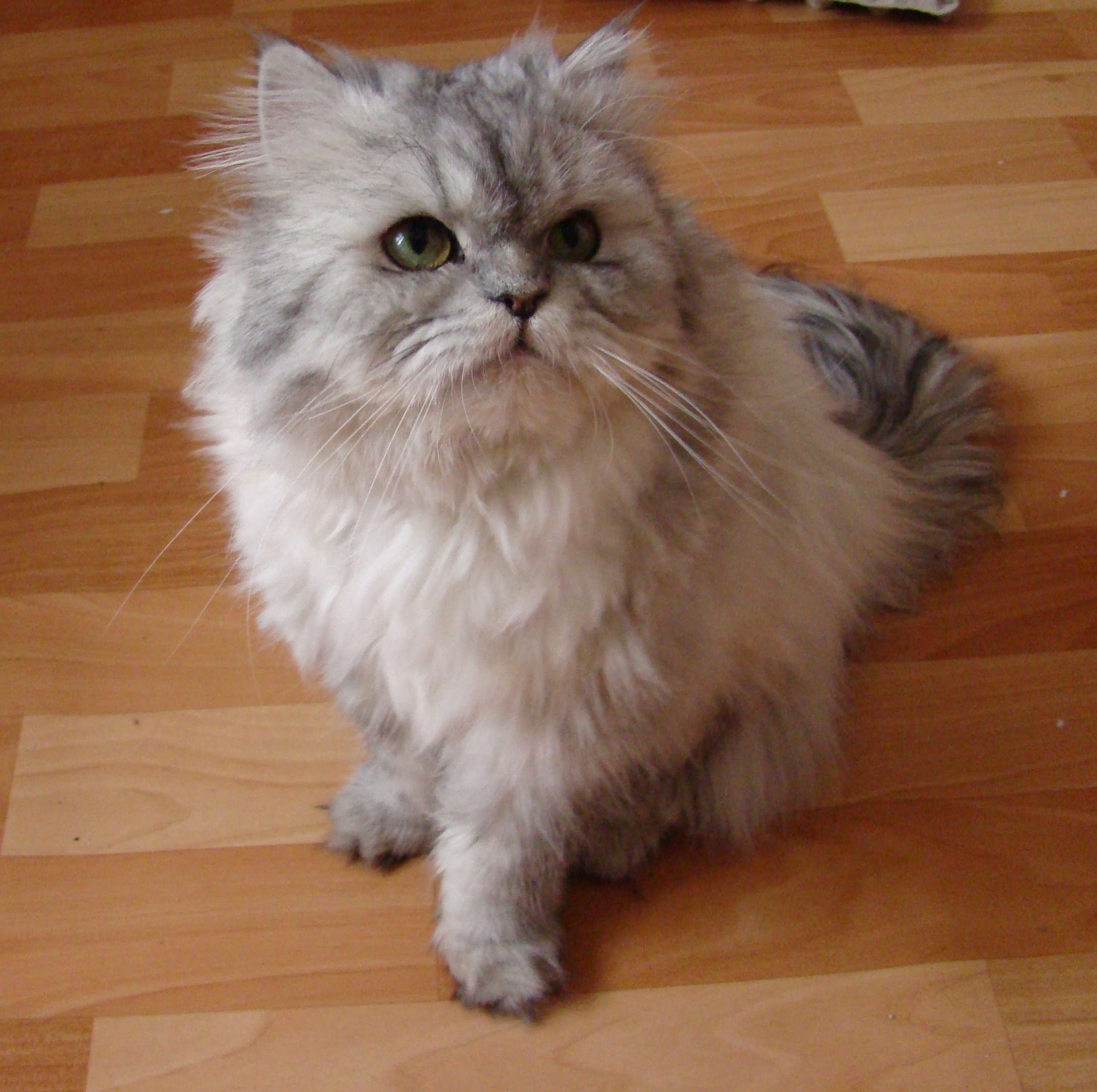 Gato persa cinzento e branco com pelo fofo sentado no chão de madeira.