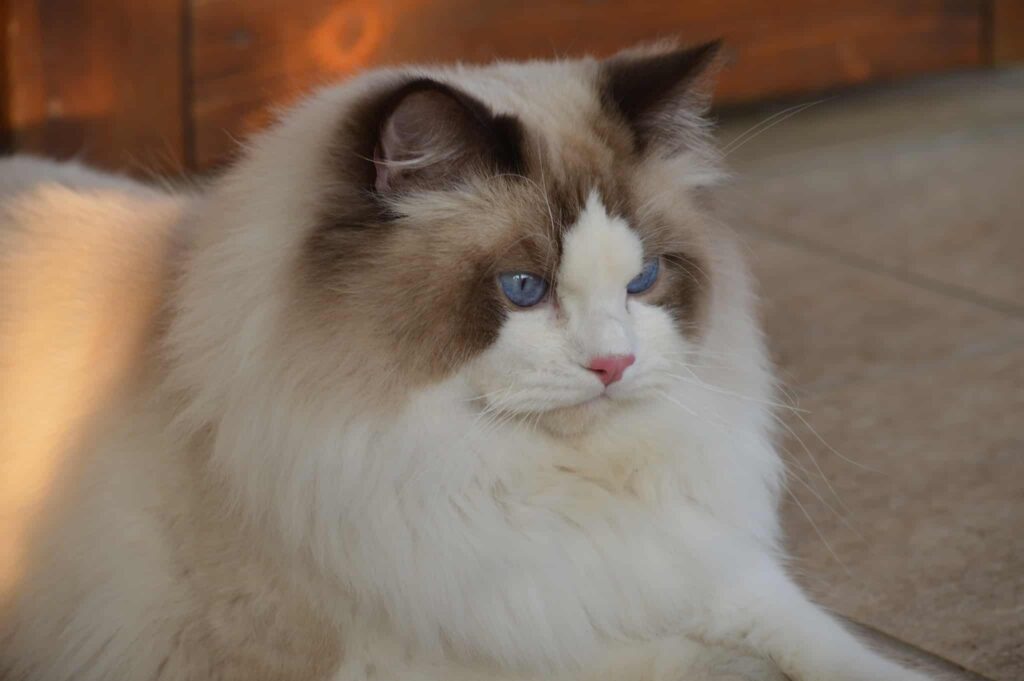 Gato blanco mullido con llamativos ojos azules descansando sobre suelo de baldosas.