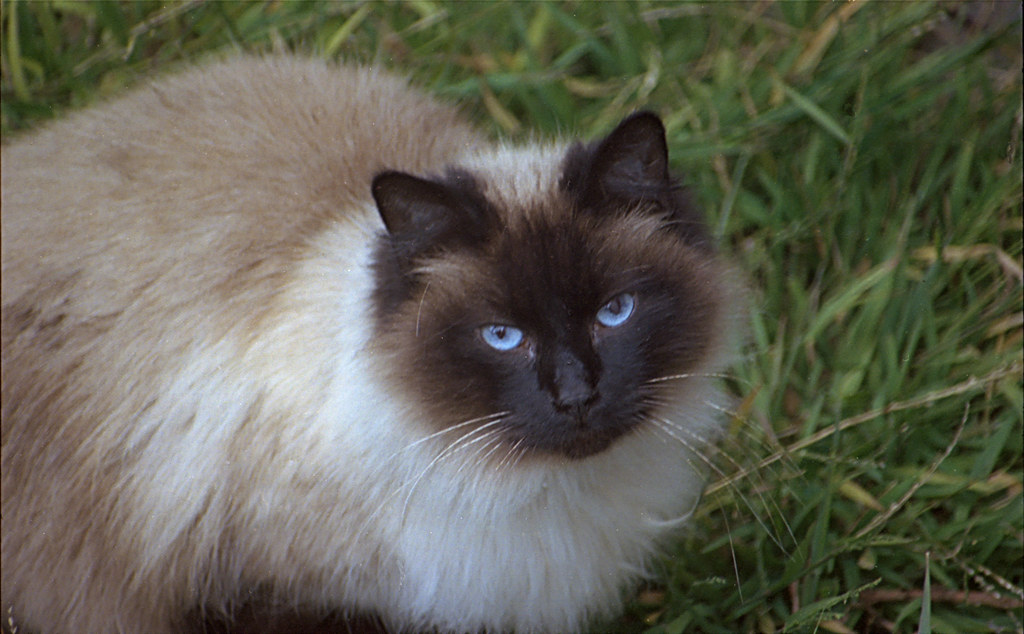 Gato siamés posando graciosamente en un exuberante paisaje al aire libre.