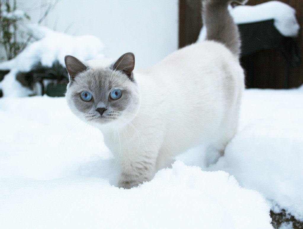 Gato de ojos azules pescando en paisaje nevado.