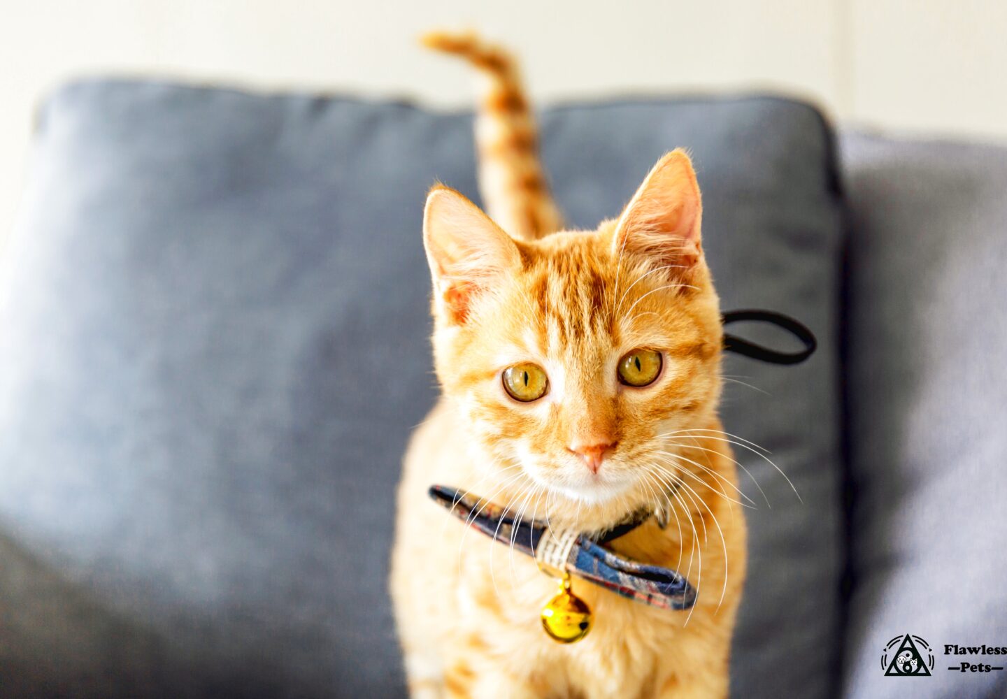 Orange tabby-kat med stilfuldt halsbånd sidder i en hyggelig sofa.