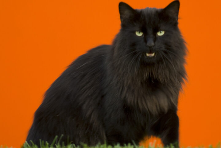 Gato preto com olhos verdes num fundo laranja vibrante, de pé na relva.