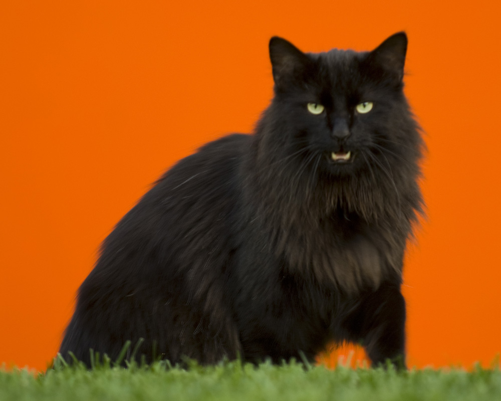 Gato negro con ojos verdes sobre fondo naranja vibrante, de pie en la hierba.