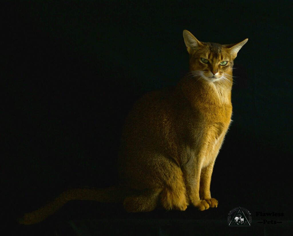 Elegante Retrato de Gato Marrón que Resalta su Gracia y Belleza.
