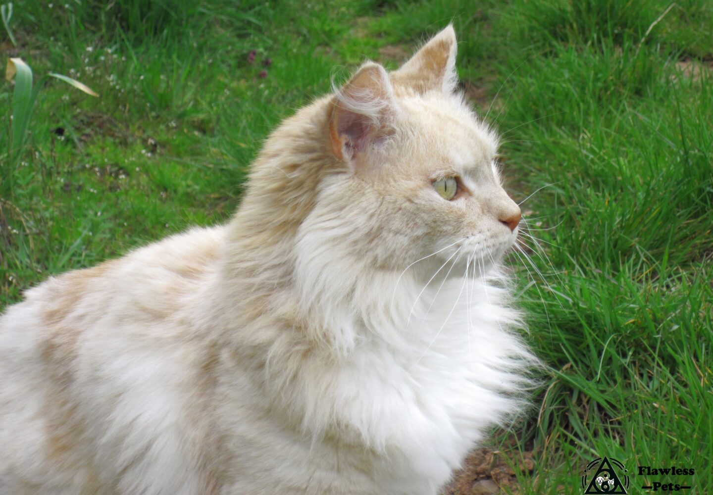 Gato creme num jardim luxuriante, de olhos verdes e pelo fofo, elegante e sereno.