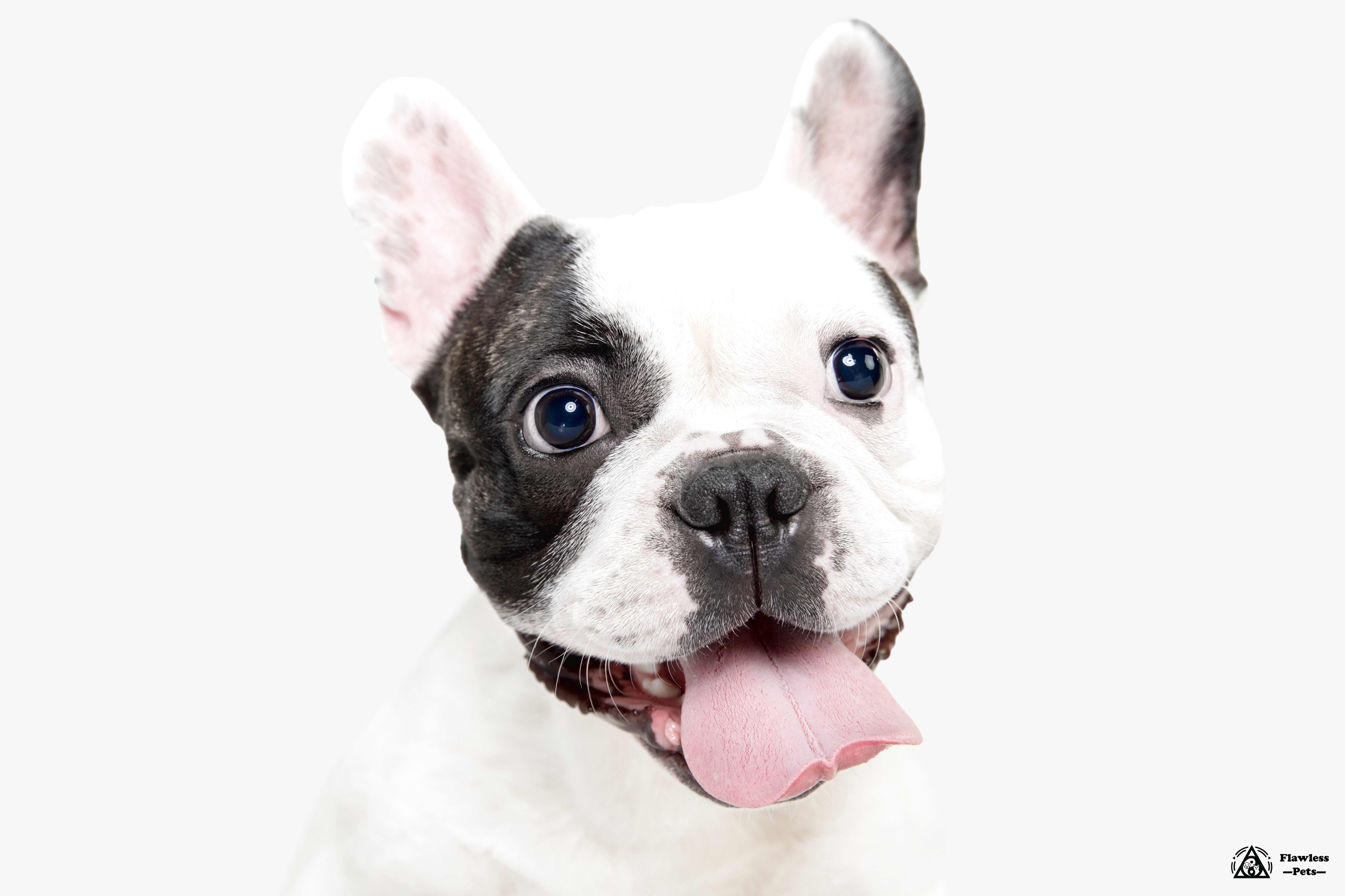 Glad fransk bulldog med legende udtryk og levende blå øjne. Perfekt til kæledyrselskere.