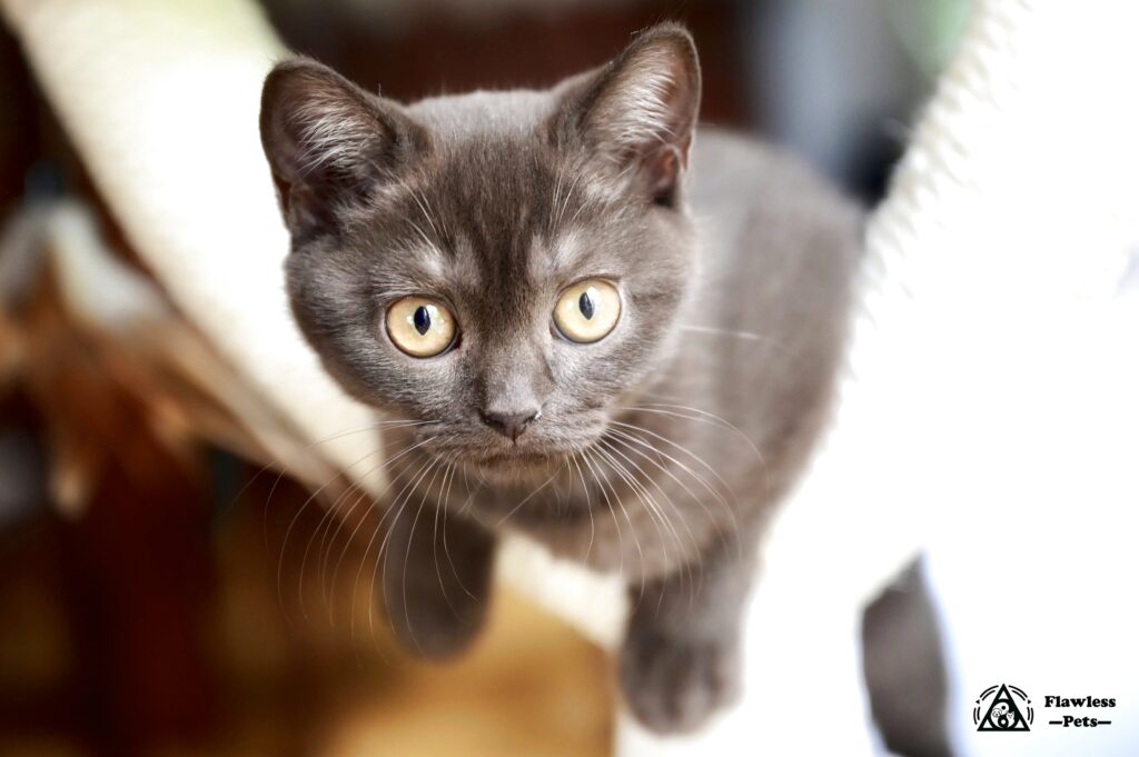 Elegante gatto grigio con occhi d'ambra su superficie morbida.